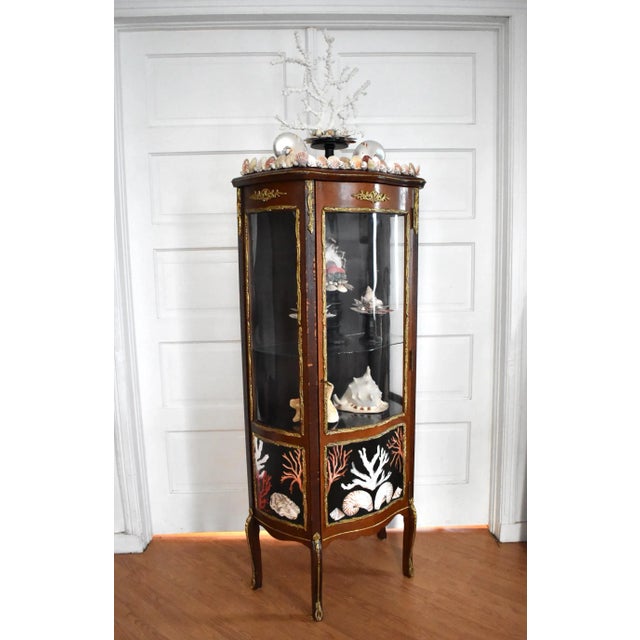 Kunstkabinett of Shells by Susannah Carson For Sale - Image 12 of 13