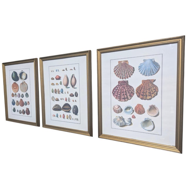 Printmaking Materials Vintage Coastal Seashell Clamshell Framed Prints- Set of 3 For Sale - Image 7 of 11