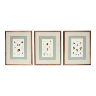 Set of 3 Early 19th-Century Hand-Colored Sowerby Shell Studies in Walnut Frames For Sale