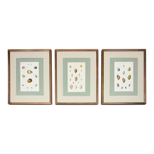 Set of 3 Early 19th-Century Hand-Colored Sowerby Shell Studies in Walnut Frames