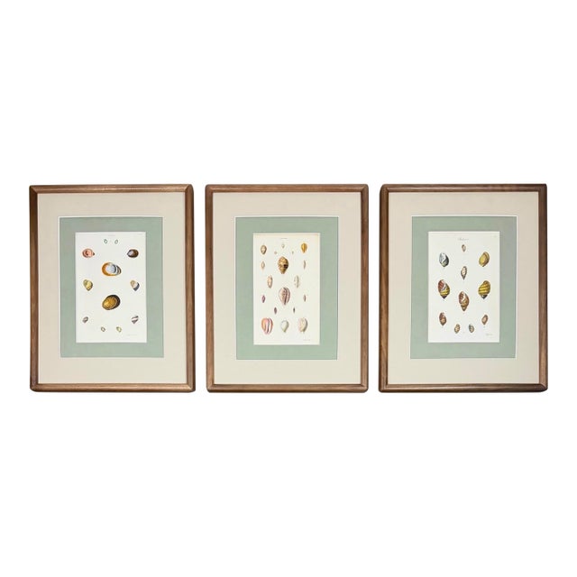 Trio of 19th-Century Hand-Colored Sowerby Coastal Shell Engravings in Walnut Frames For Sale