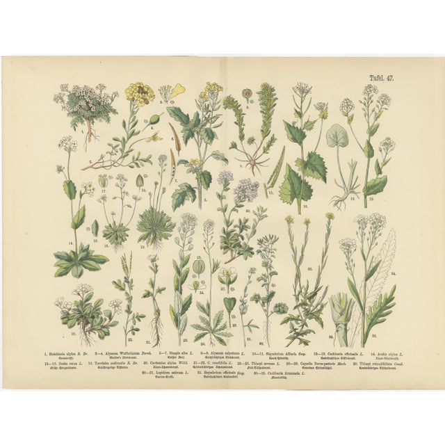 M. Fünfstück, German Wildflower Botanical Plates, 1890s, Chromolithographs, Set of 4 For Sale - Image 3 of 9