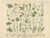 M. Fünfstück, German Wildflower Botanical Plates, 1890s, Chromolithographs, Set of 4 For Sale - Image 3 of 9
