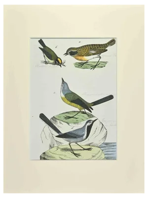 Johann Friedrich Naumann, Yellow Wagtail, 1840s, Etching