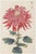 Red Chrysanthemum Triptych, Vintage Japanese Botanical Art Prints (Set of 3), 40" X 60" For Sale - Image 4 of 9