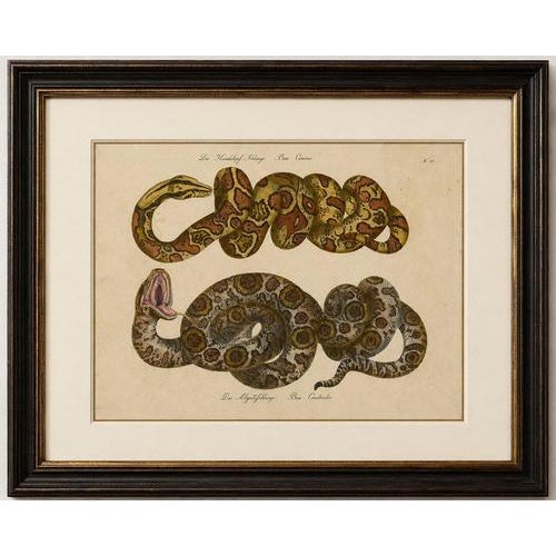 Antique Hand-Colored Boa Constrictor Snake Lithograph by Brodtmann, 1816 This striking early 19th-century hand-colored...