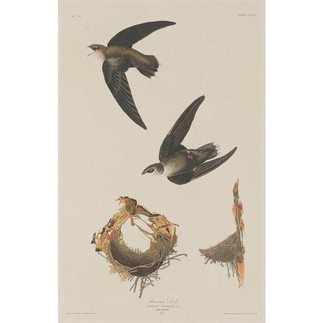 Vintage 1966 John James Audubon Double-Sided Reproduction Prints — Eagle, Falcon, Dove, Swift, Finch, Warbler, Thrush and Grackle - Collection of 4 For Sale In Washington DC - Image 6 of 9