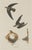 Vintage 1966 John James Audubon Double-Sided Reproduction Prints — Eagle, Falcon, Dove, Swift, Finch, Warbler, Thrush and Grackle - Collection of 4 For Sale In Washington DC - Image 6 of 9