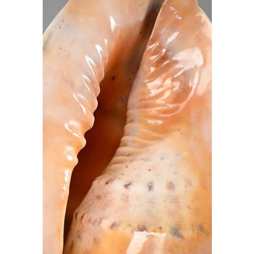Vintage Shell Lamp For Sale - Image 7 of 10