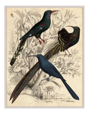 Gallivani Birds 2, Framed Artwork