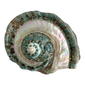 Marbled Turbo Marmoratus Shell