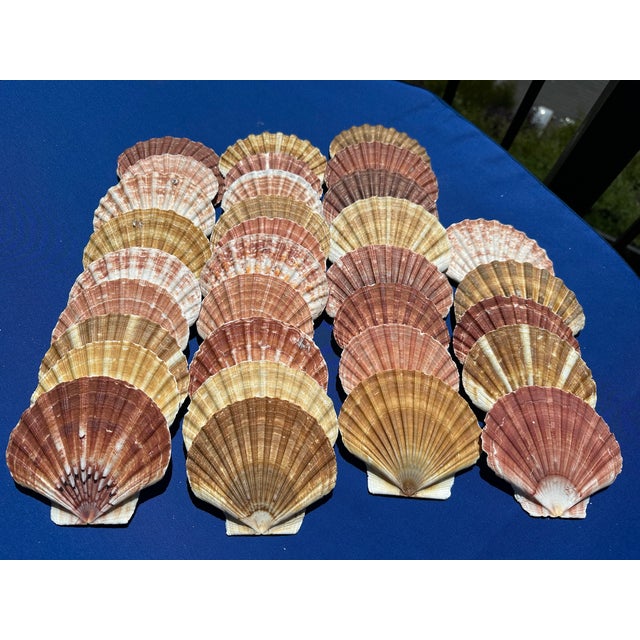 Coastal 60-Piece Fine Seashell & Coral Collection For Sale - Image 3 of 18