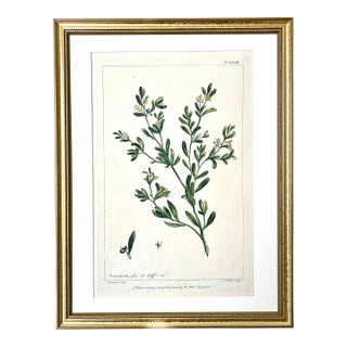 Antique Botanical Print of Cenorum by Phillip Miller London 1756 For Sale