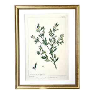Antique Botanical Print of Cenorum by Phillip Miller London 1756