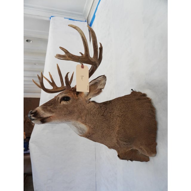 White Tail Deer / Stag Head & Should Mount 8 points 9 points Metal bracket on the back for hanging Has "FS18L" written on...