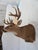 White Tail Deer / Stag Head & Should Mount 8 points 9 points Metal bracket on the back for hanging Has "FS18L" written on...