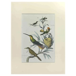 Johann Friedrich Naumann, Hummingbirds, Etching, 1840 For Sale