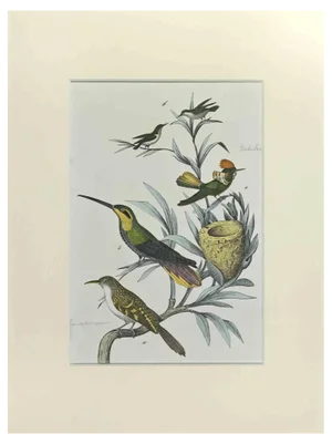 Johann Friedrich Naumann, Hummingbirds, Etching, 1840