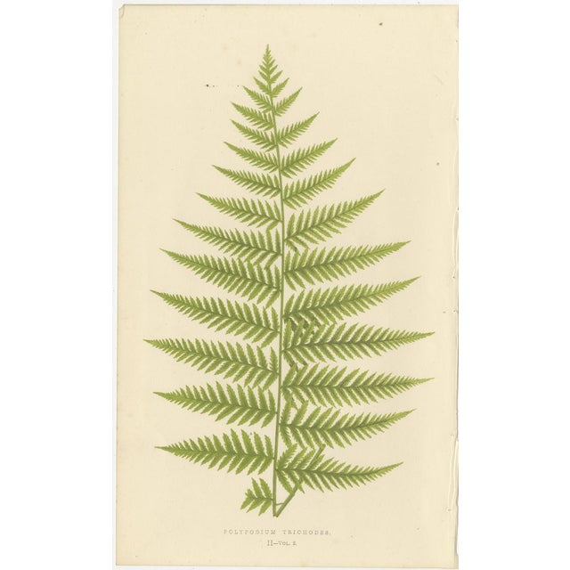 E.J. Lowe, Botanical Fern, 1856, Lithograph, Set of 6 For Sale - Image 4 of 9
