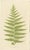 E.J. Lowe, Botanical Fern, 1856, Lithograph, Set of 6 For Sale - Image 4 of 9