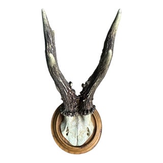 Roe Deer Trophy Rd167 Black Forest Antlers For Sale