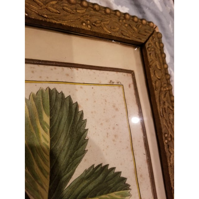 French 18th Century Strawberry Print For Sale - Image 3 of 9