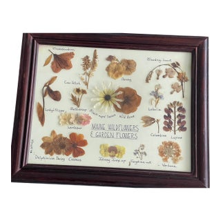 1960s Botanical Herbarium Maine Wildflowerrsc & Garden Floweers For Sale