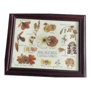 1960s Botanical Herbarium Maine Wildflowerrsc & Garden Floweers