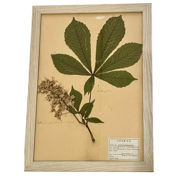 1960s 1965 French Herbarium Botanical Specimens Set of Four For Sale - Image 5 of 13
