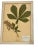 1960s 1965 French Herbarium Botanical Specimens Set of Four For Sale - Image 5 of 13