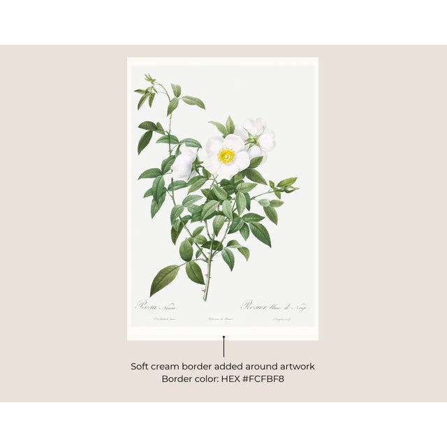 Cherokee Rose, Vintage Botanical Art Print Reproduction by Pierre-Joseph Redouté, 32" X 48" For Sale In Buffalo - Image 6 of 11