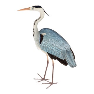 Gray Heron, Vintage Bird Art Print Reproduction, 18" X 24" For Sale