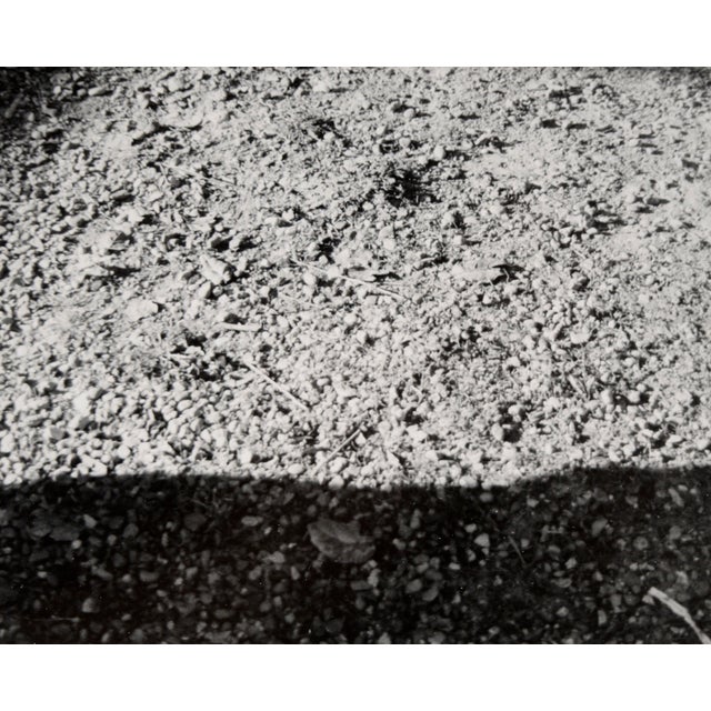 Cat in the Shadows - Black and White Photo by Carmel Artist Peter McArthur For Sale In Monterey, CA - Image 6 of 7