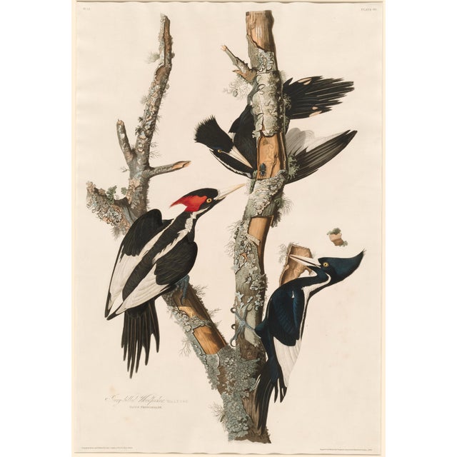 Burnt Umber Vintage Reproductions of 1966 John James Audubon Prints— Sparrow, Warbler, Woodpecker, Starling, Swallow and Catcher - Collection of 4 For Sale - Image 8 of 9