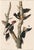 Burnt Umber Vintage Reproductions of 1966 John James Audubon Prints— Sparrow, Warbler, Woodpecker, Starling, Swallow and Catcher - Collection of 4 For Sale - Image 8 of 9