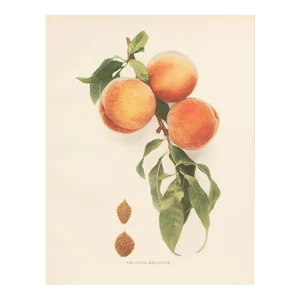 1900s U. P. Hedrick, Original Antique Photogravure of Red Cheek Melocoton Peaches
