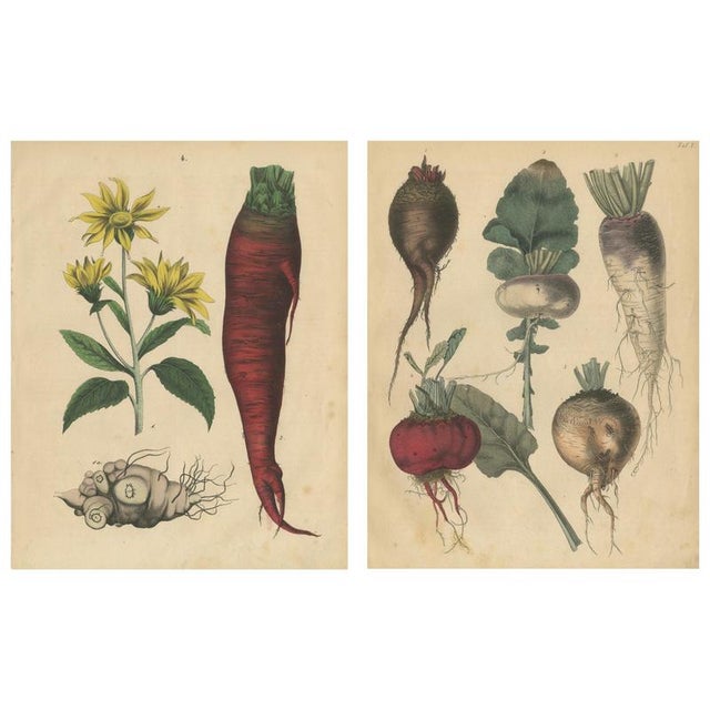 Calwer, Root Vegetables, Beets, Carrots, Turnips, 1852, Prints, Set of 2 For Sale - Image 9 of 9