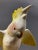 1940s California Pottery Ceramic Tropical Cockatoo on Hibiscus Branch Statue For Sale - Image 10 of 13
