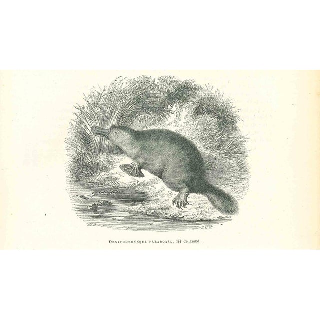 Ornithorhynque Paradoxal is an original lithograph on ivory-colored paper, realized by Paul Gervais (1816-1879). The...