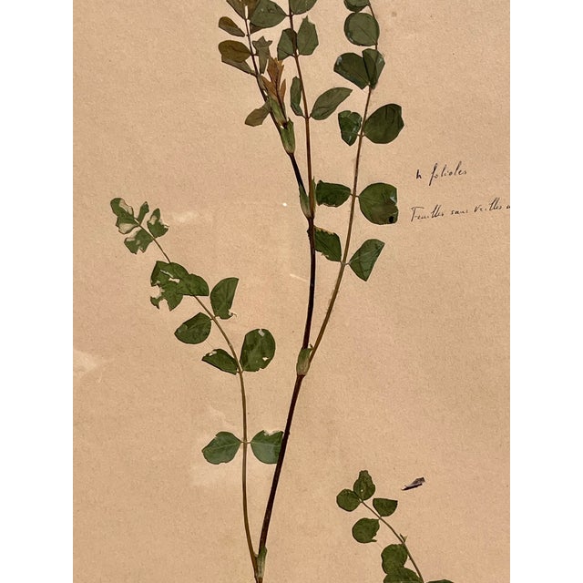 1965 French Herbarium Botanical Specimens – Set of 8 Custom Framed Pressed Botanicals For Sale - Image 14 of 18