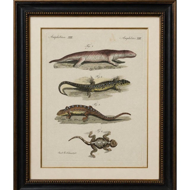 Original antique print of four exotic lizards by bertuch, 1802 original antique hand-colored copper engraving depicting...
