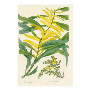 1837, Acacia Botanical Print From Joseph Paxton, Original Antique Botanical Print, Lithograph, Hand-Colored, England