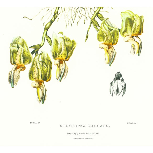 Realism Large 1973 Orchid Flower Lithograph "Stanhopea Saccata" (Pouch-Lipped Saccata) After James Bateman For Sale - Image 3 of 6