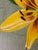 Modern Oil Painting - Yellow Flower For Sale - Image 4 of 11