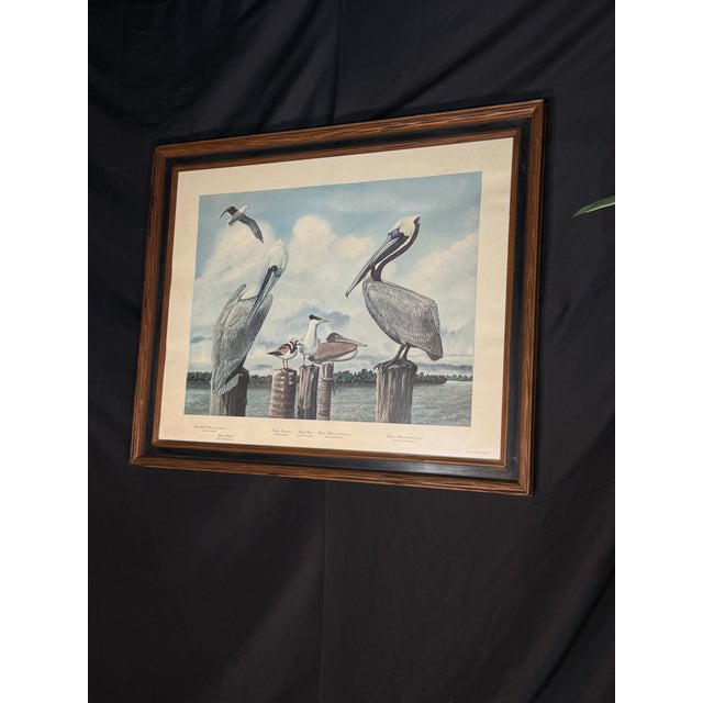 Late 20th Century Large Framed Ray Harm Coastal Shorebird Wildlife Print For Sale - Image 4 of 10