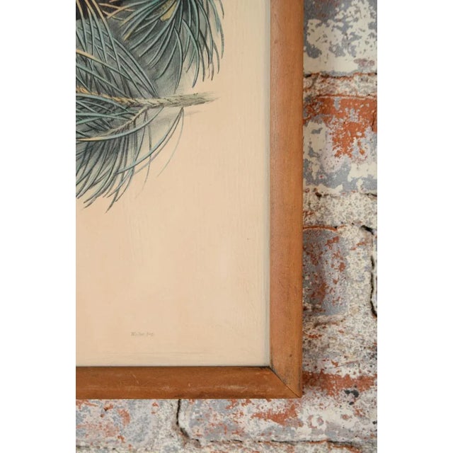 John Gould "Ciconia Nigra-Black Stork" Bird Print For Sale In Los Angeles - Image 6 of 7