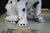 Intrada Italy Life Size Seated Dalmatian Puppy Porcelain Dog Statue For Sale - Image 4 of 11