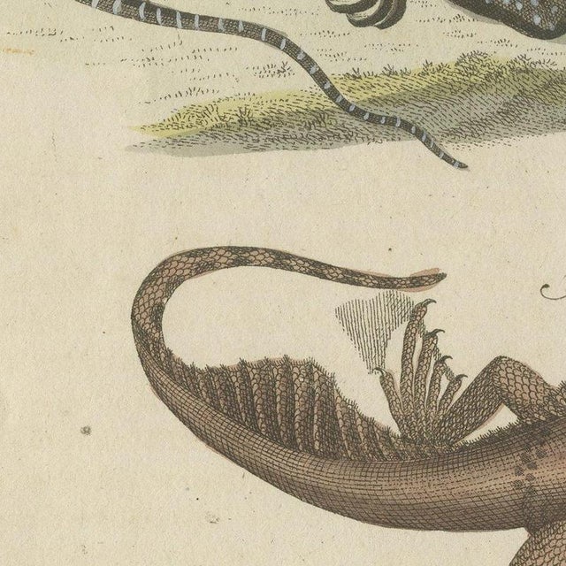 Bertuch, Monitor, Basilisk and Flying Dragon, 1805, Print For Sale - Image 9 of 12