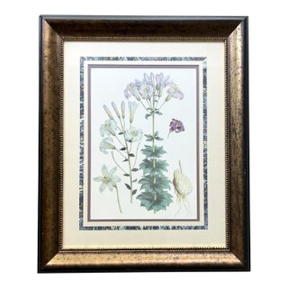 1980s Walter Hood Fitch Lilium Washingtonianum, Washington Lily Large Framed Print For Sale