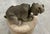 Gray Mid‑Century Bobble Head Yorkshire Terrier Dog Figurine - Nostalgic, Retro & Highly Collectible! Great for Collectors, Kid’s Room, or Dash Board! For Sale - Image 8 of 10
